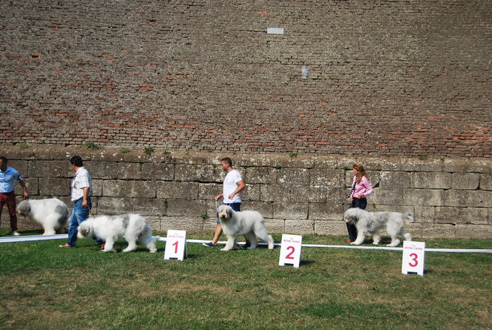 DSC_0120 - Ciobanesc romanesc mioritic