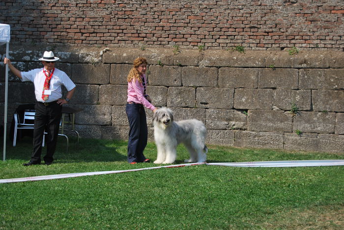 DSC_0130 - Ciobanesc romanesc mioritic