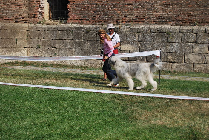 DSC_0135 - Ciobanesc romanesc mioritic