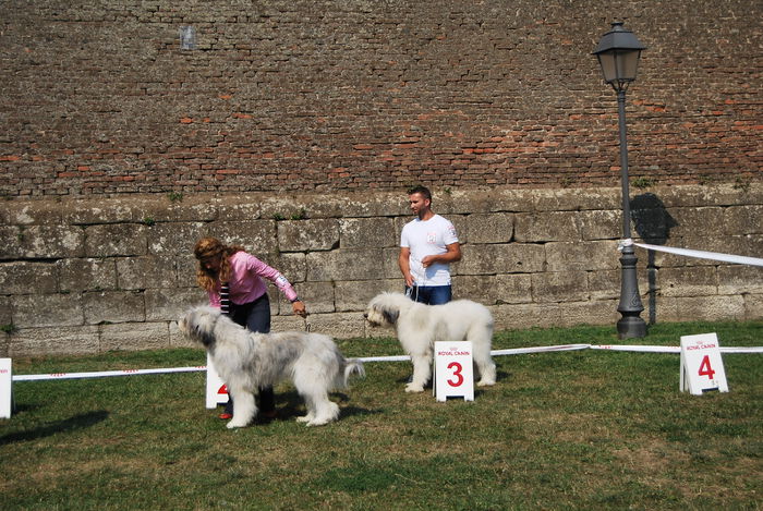 DSC_0141 - Ciobanesc romanesc mioritic