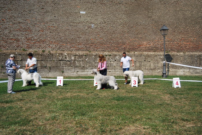 TASHA; cacib alba iulia 2015
