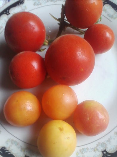 rosii pufoase galbene-peach yellow