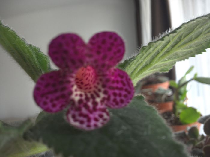 WIN_20150819_121121 - g_kohleria