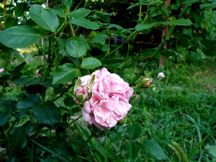 Coral Down Boerner 1952 - Trandafirii mei_2015