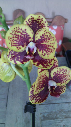 IMG_20150819_124808 - Phalaenopsis1