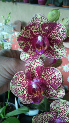 IMG_20150819_125006 - Phalaenopsis1