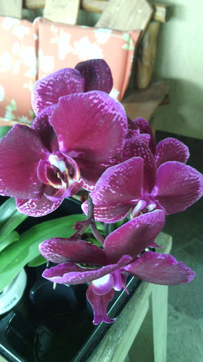 IMG_20150819_125030 - Phalaenopsis1