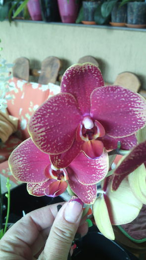 IMG_20150819_125146 - Phalaenopsis1