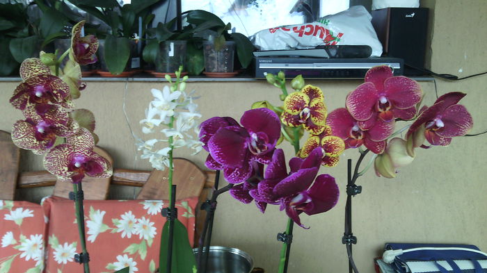 IMG_20150819_125538 - Phalaenopsis1