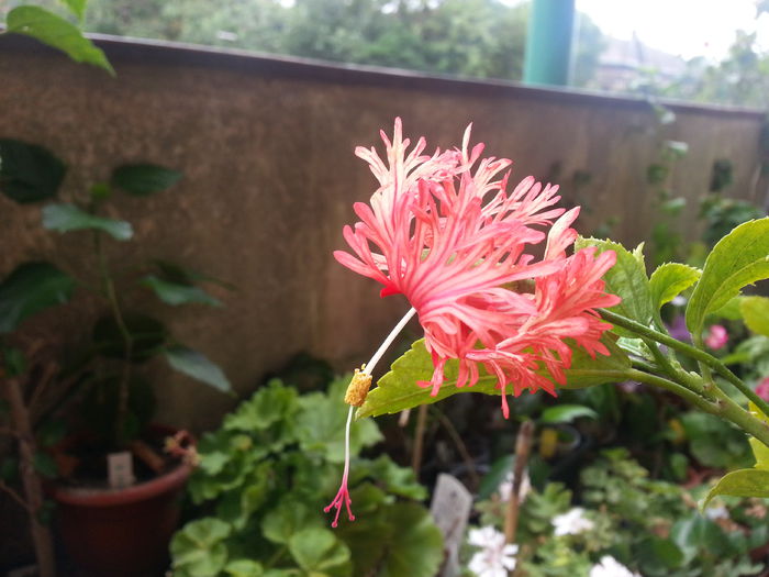 20150819_061206 - schizopetalus