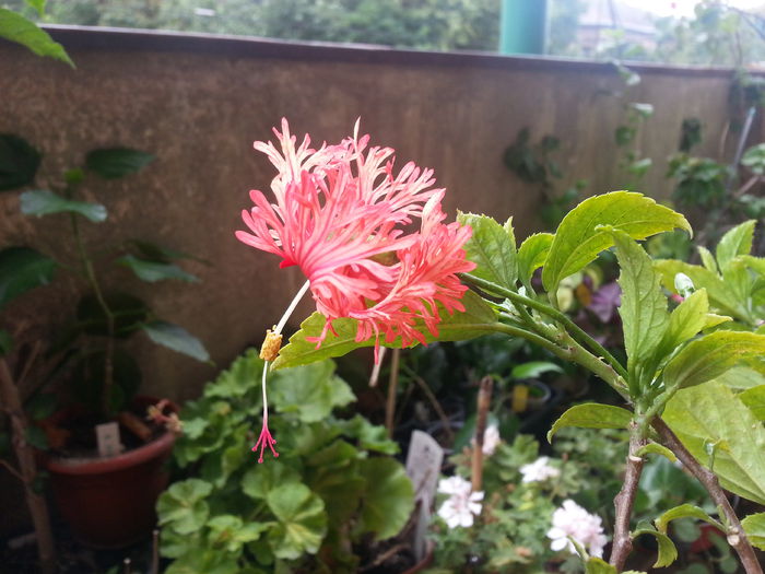 20150819_061202 - schizopetalus