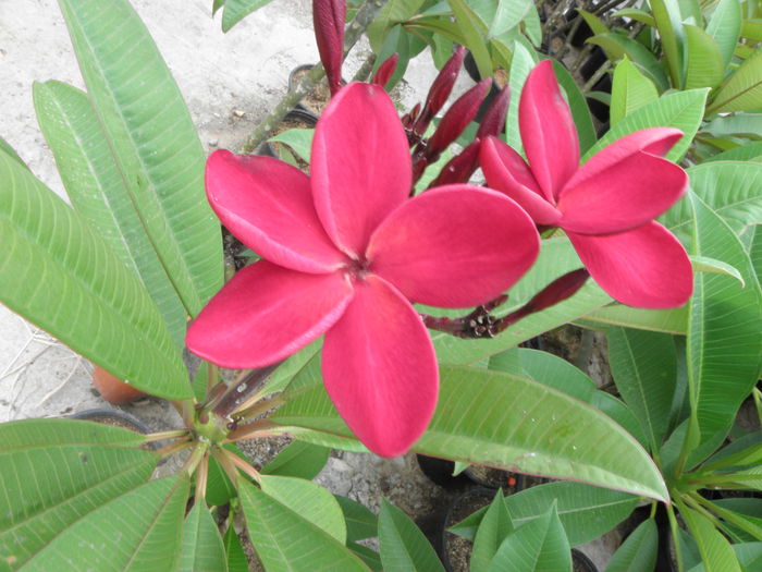 19.08.15 - Plumeria - Red