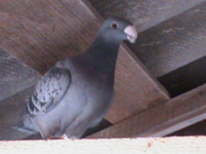 84421838_WPIXJJA3 - Porumbei Voiajori Germani