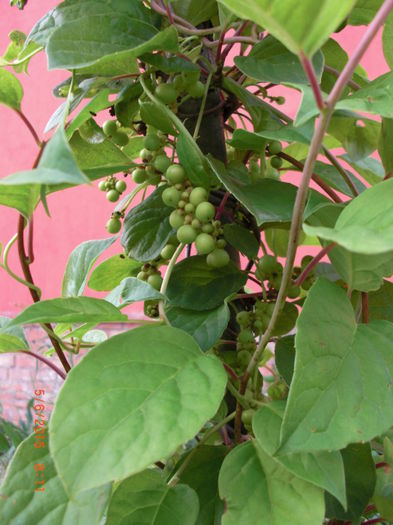 schisandra fructe iunie