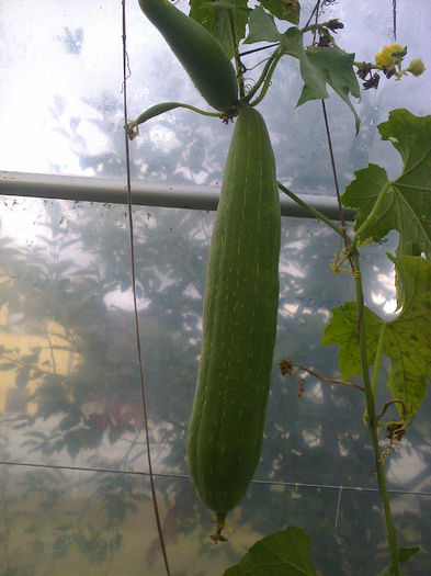 luffa burete de baie