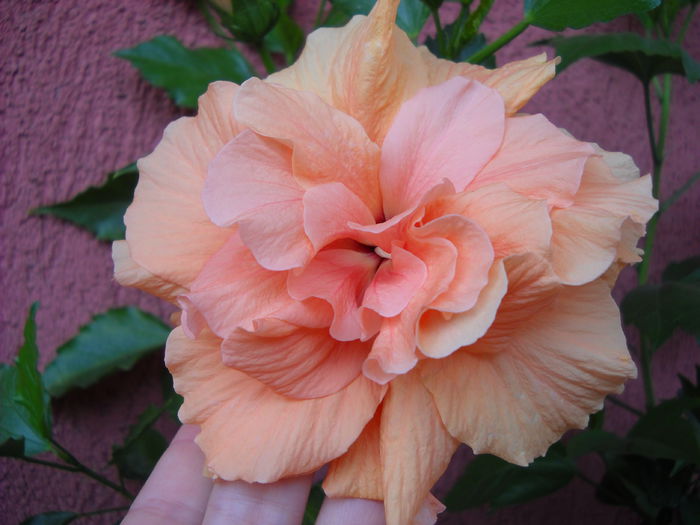 Clasic Apricot - HIBISCUS-2015