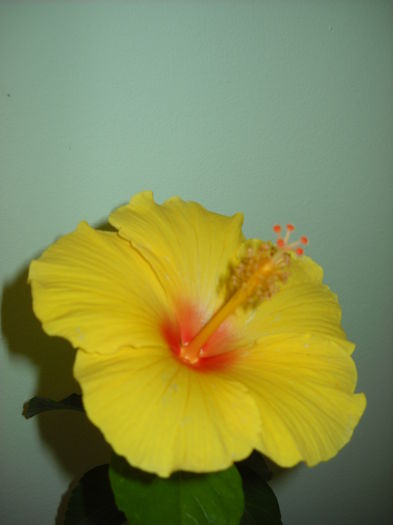 023 - HIBISCUS-2015