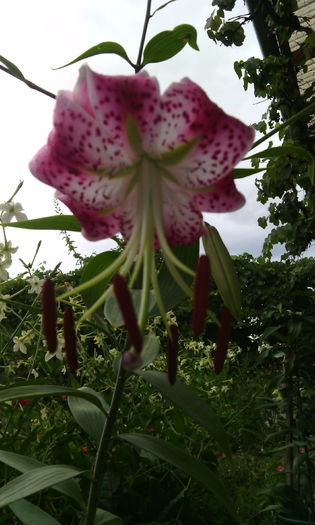 IMG_20150819_173803[1] - crini de gradina