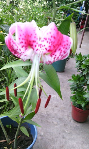 IMG_20150819_172419[1] - crini de gradina