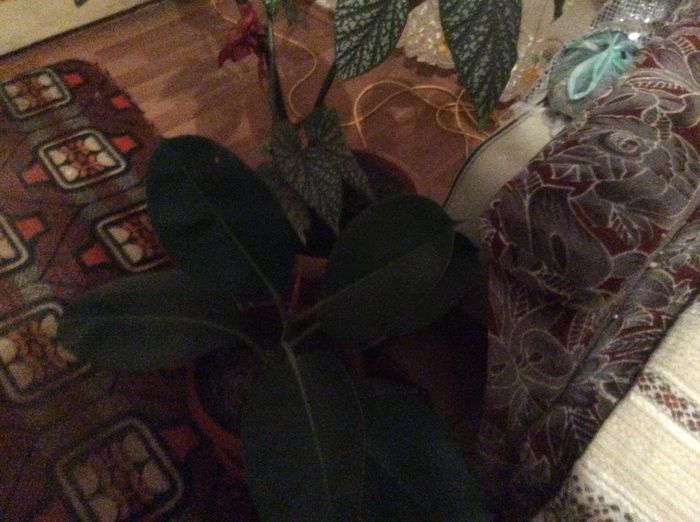 image - diverse plante de camera