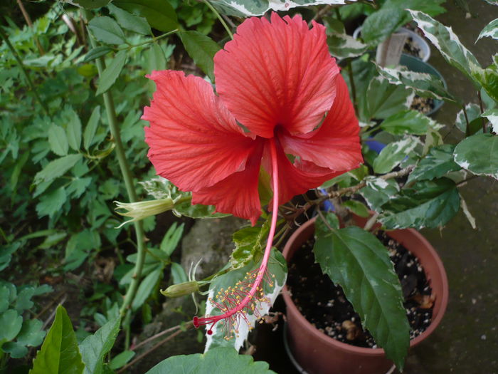 19.08.2015 - HIBISCUSI 2015-2