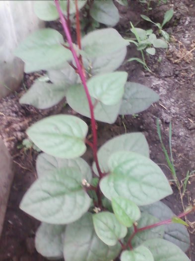 IMG_20150819_181201 - a-a LEGUME-2015