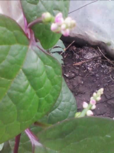 IMG_20150819_181223 - a-a LEGUME-2015