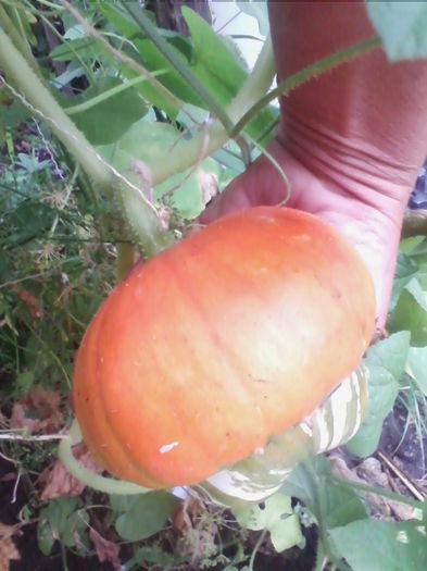 dovleac turban - a-a LEGUME-2015