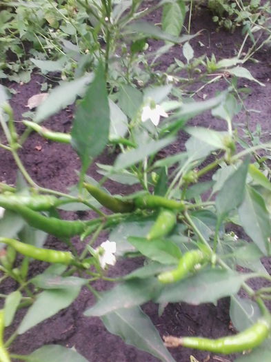 IMG_20150819_180940 - a-a LEGUME-2015