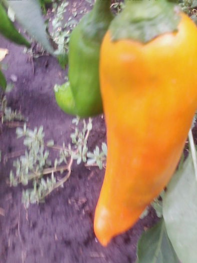 ardei galben-corn de taur - a-a LEGUME-2015