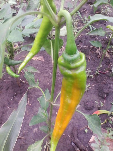 ardei iuti galbeni - a-a LEGUME-2015