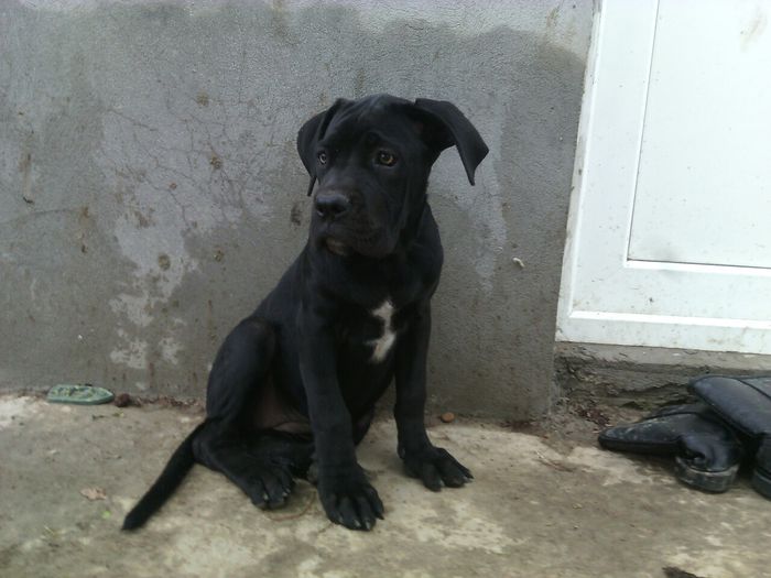 image-50f53bc84b9b8060865316fc3c98c00e6015757d57015778e5d067411fc71b3e-V - cane corso