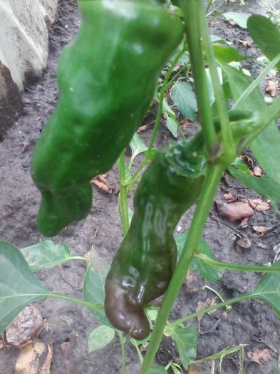 ardei iuti - a-a LEGUME-2015