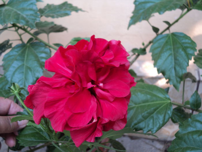 DSC03047 - hibiscusi 2015