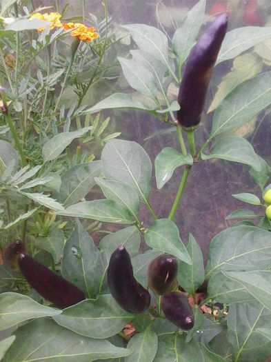 IMG_20150819_174341 - a-a LEGUME-2015