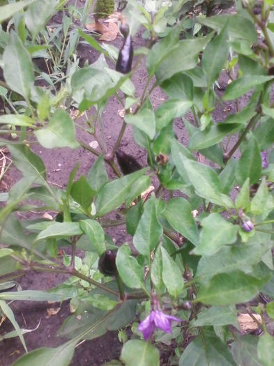 IMG_20150819_174321 - a-a LEGUME-2015
