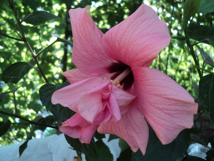 DSC03048 - hibiscusi 2015