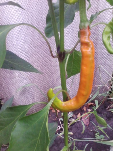 ardei iuti bulgaresti orange
