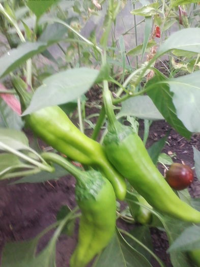 IMG_20150819_173451 - a-a LEGUME-2015