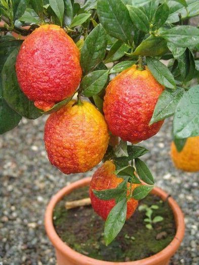 CITRUS-LIME-ROSSA-T1-4-40CM-C1,5L - Comenzi citrice