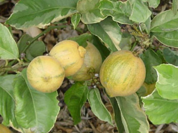 CITRUS-LIMON-VARIEGATO-T; lamai variegat ghiveci 5 l
