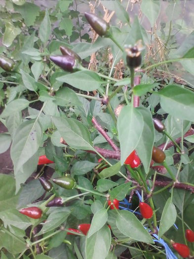 iuti bicolor