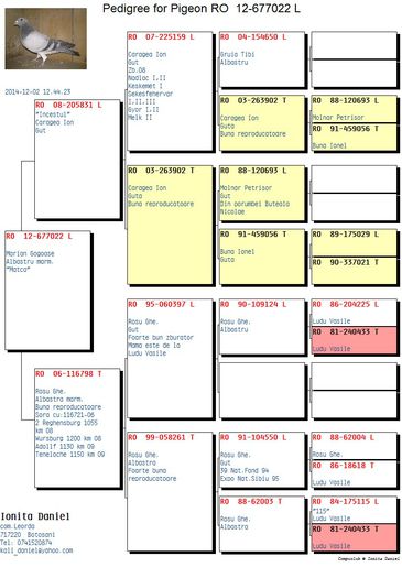 Pedigree masculul 2 - 1-Porumbei de matca