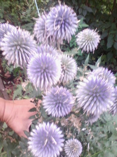 echinops ritro - a-a VARA  2015