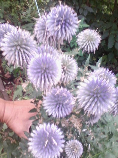 echinops ritro