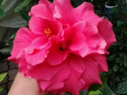 george davis-floare mare