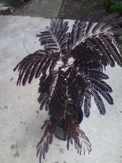 albizia persan