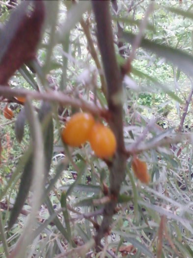 catina-primele fructe - a-a FRUCTE - 2015