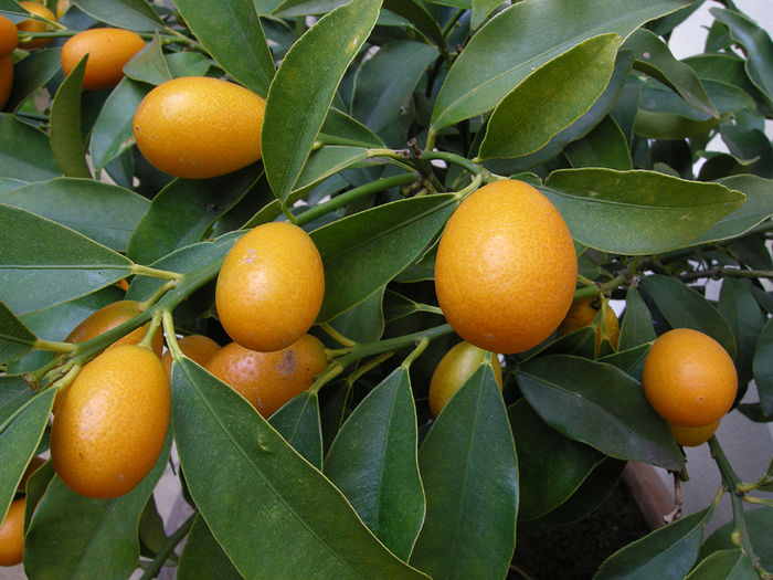 CITRUS-KUMQUATT - Comenzi citrice
