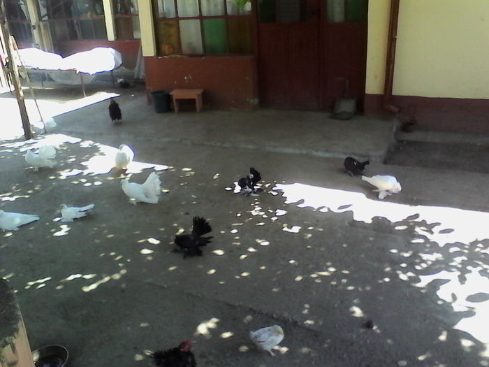 IMG_20150809_122251 - Arhiva porumbei